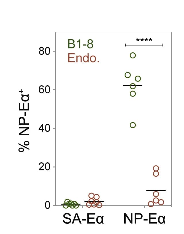 Open access visualization of Scatter Plot, NP+Y-Ae+, NP-Eα+, B1-8hior, Host B Cells