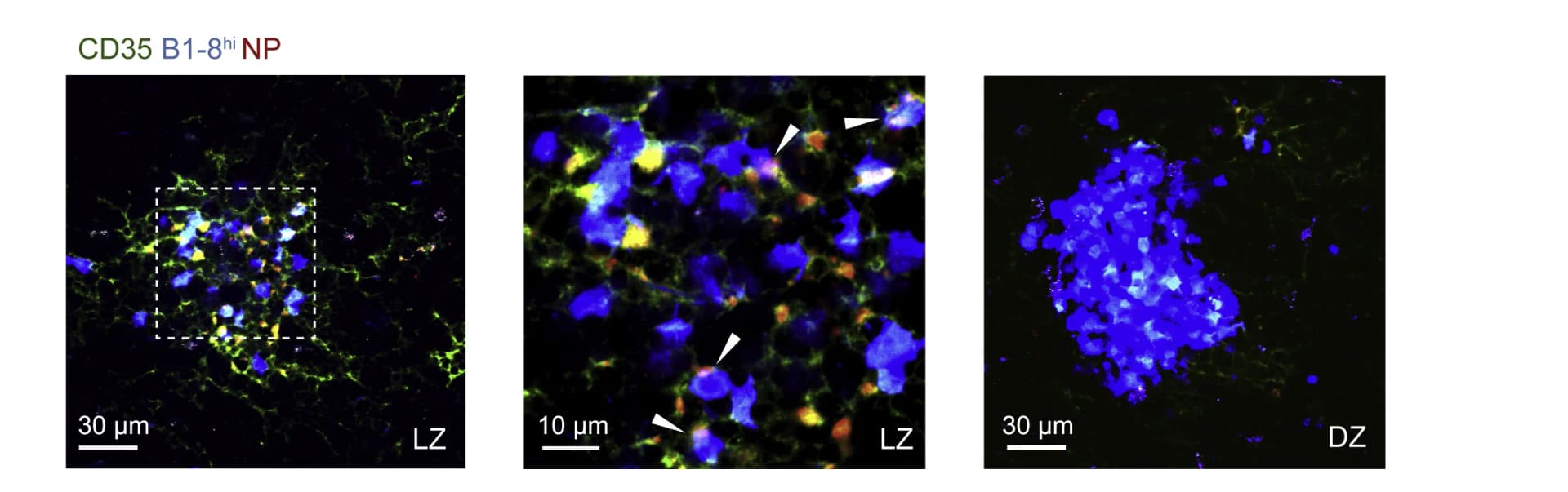 Open access visualization of Microscopy, Multi-photon Images, GCs, B1-8hi-CFP Cells, αCD35-AF488