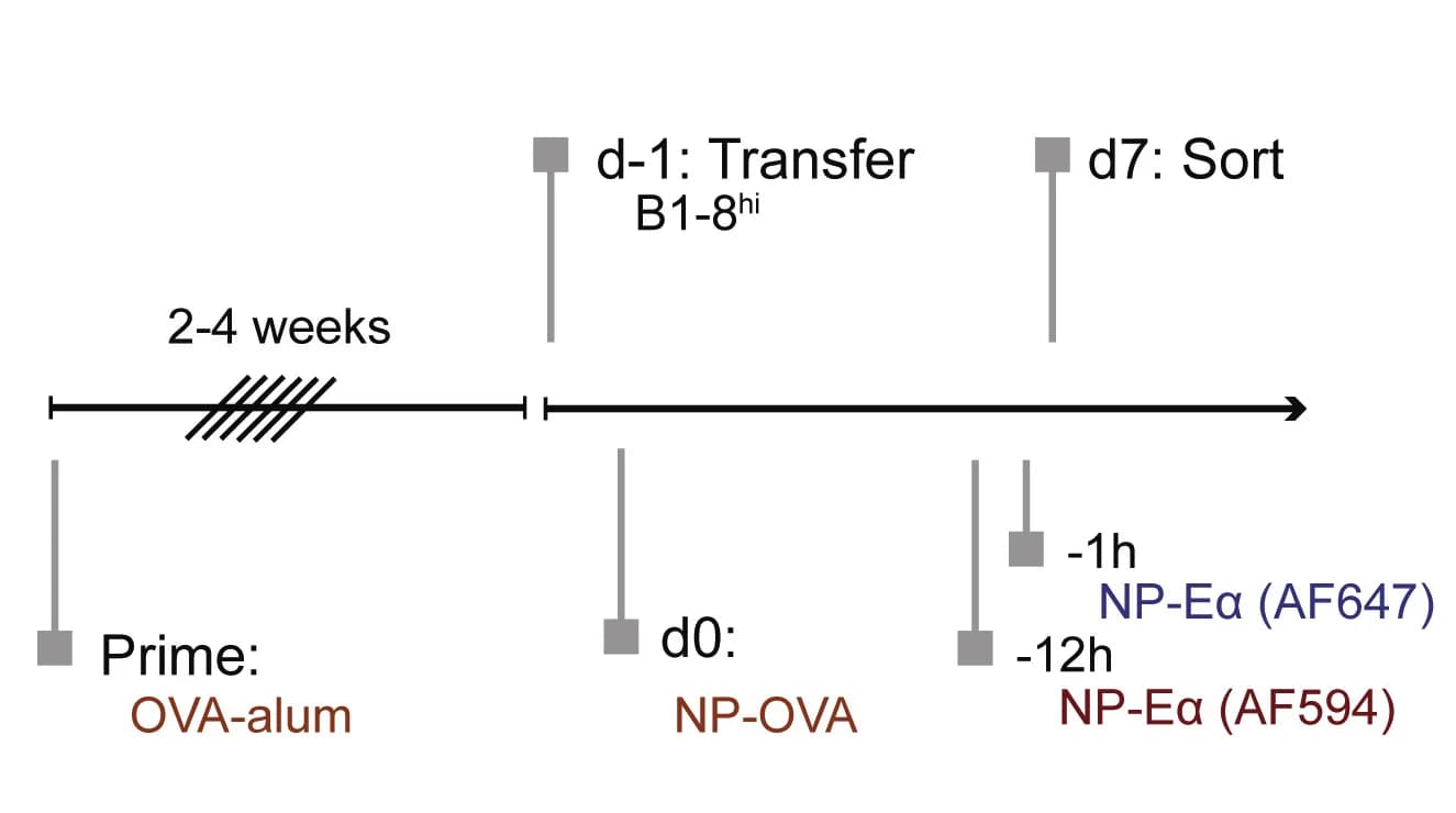 Open access visualization of Workflow, Flowchart, Experimental Setup, 7NP-Ealpha-AF594, 14NP-Ealpha-AF647