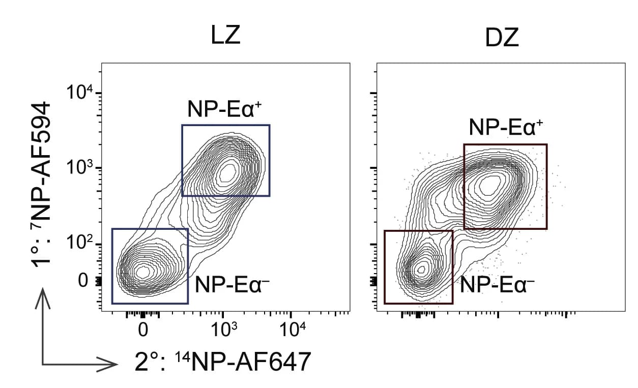 Open access visualization of Scatter Plot, Density Plot, B1-8hiLZ Populations, DZ Populations, Cell Sorting