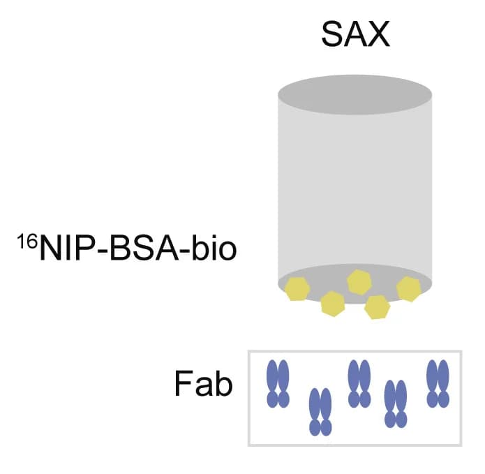 Open access visualization of Illustration, Workflow, Bio-Layer Interferometry, BLI, Monovalent