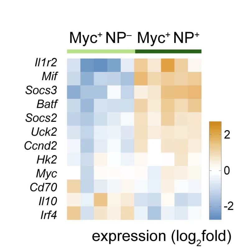 Open access visualization of Heatmap, Immune Activation, c-Myc, NP-Eα
