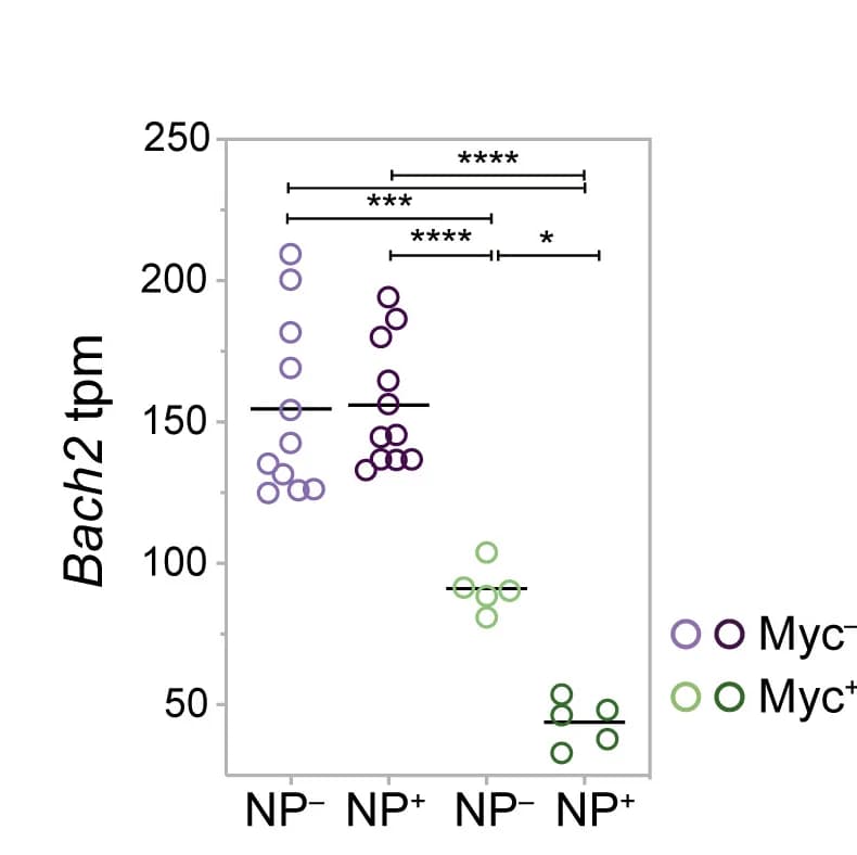 Open access visualization of Scatter Plot, Bach2 mRNA, One-Way ANOVA, Tukey's Test