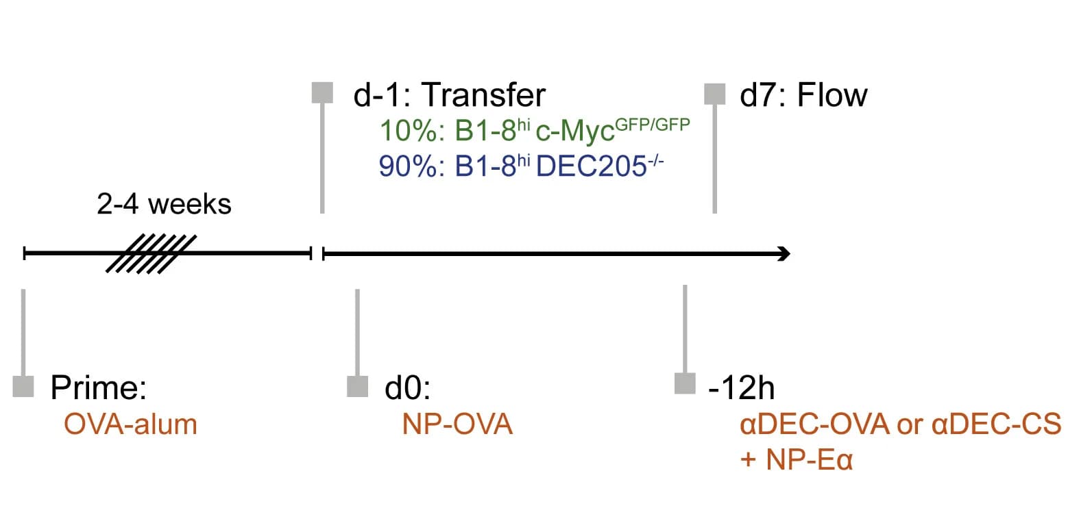 Open access visualization of Workflow, Flowchart, Illustration, αDEC205 Targeting, Experimental Setup