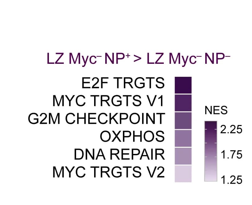 Open access visualization of Heatmap, GSEA, Hallmark Pathways, c-Myc, NP-Eα
