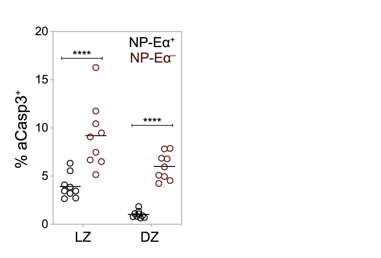 Open access visualization of Scatter Plot, Error Bars, aCasp3+ cells, NP-Eα+ cells, NP-Eα– cells