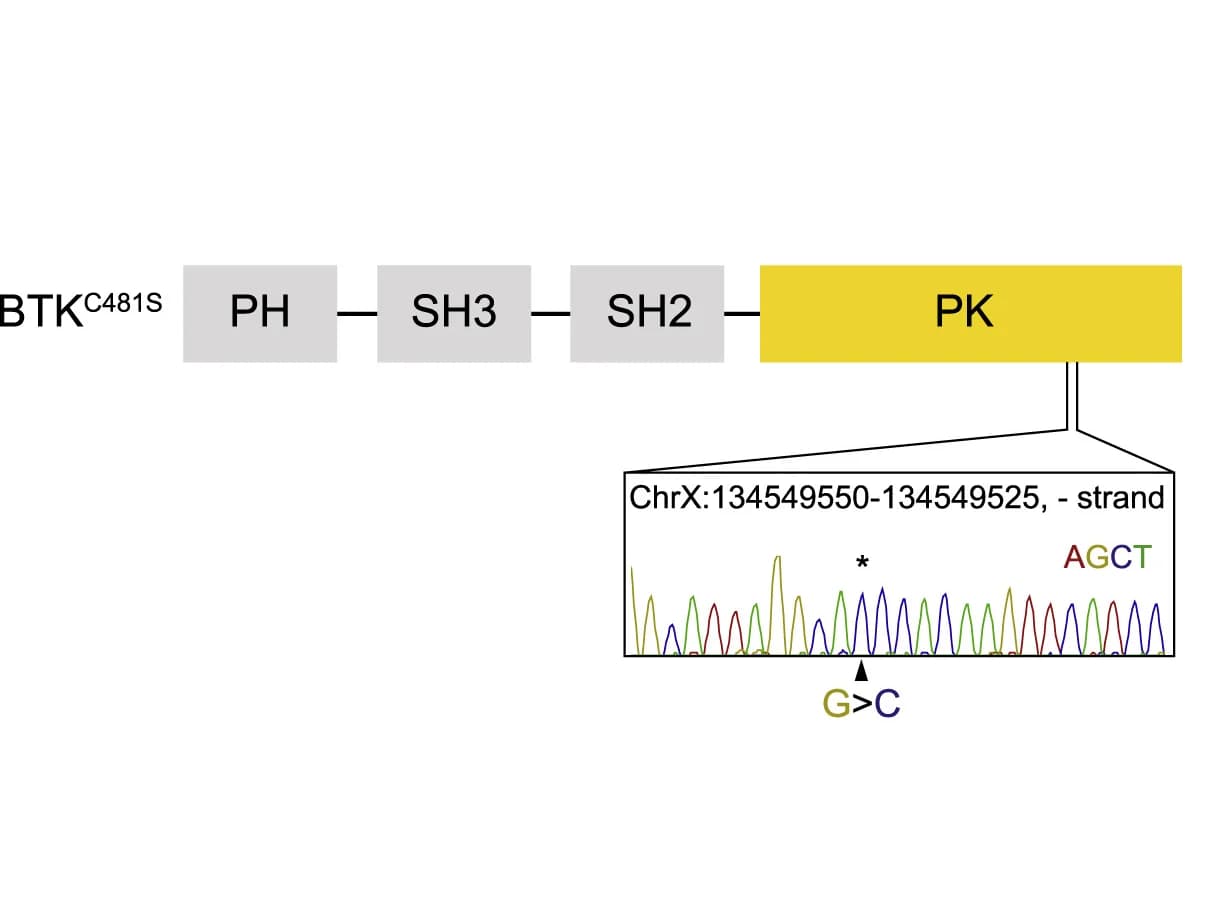 Open access visualization of Workflow, Line Plot, BTKC481S point mutation, Knockin