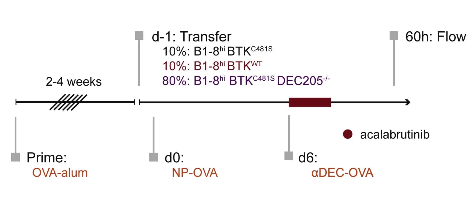 Open access visualization of Workflow, Flowchart, Experimental Setup, Cell Transfer, Drug Delivery