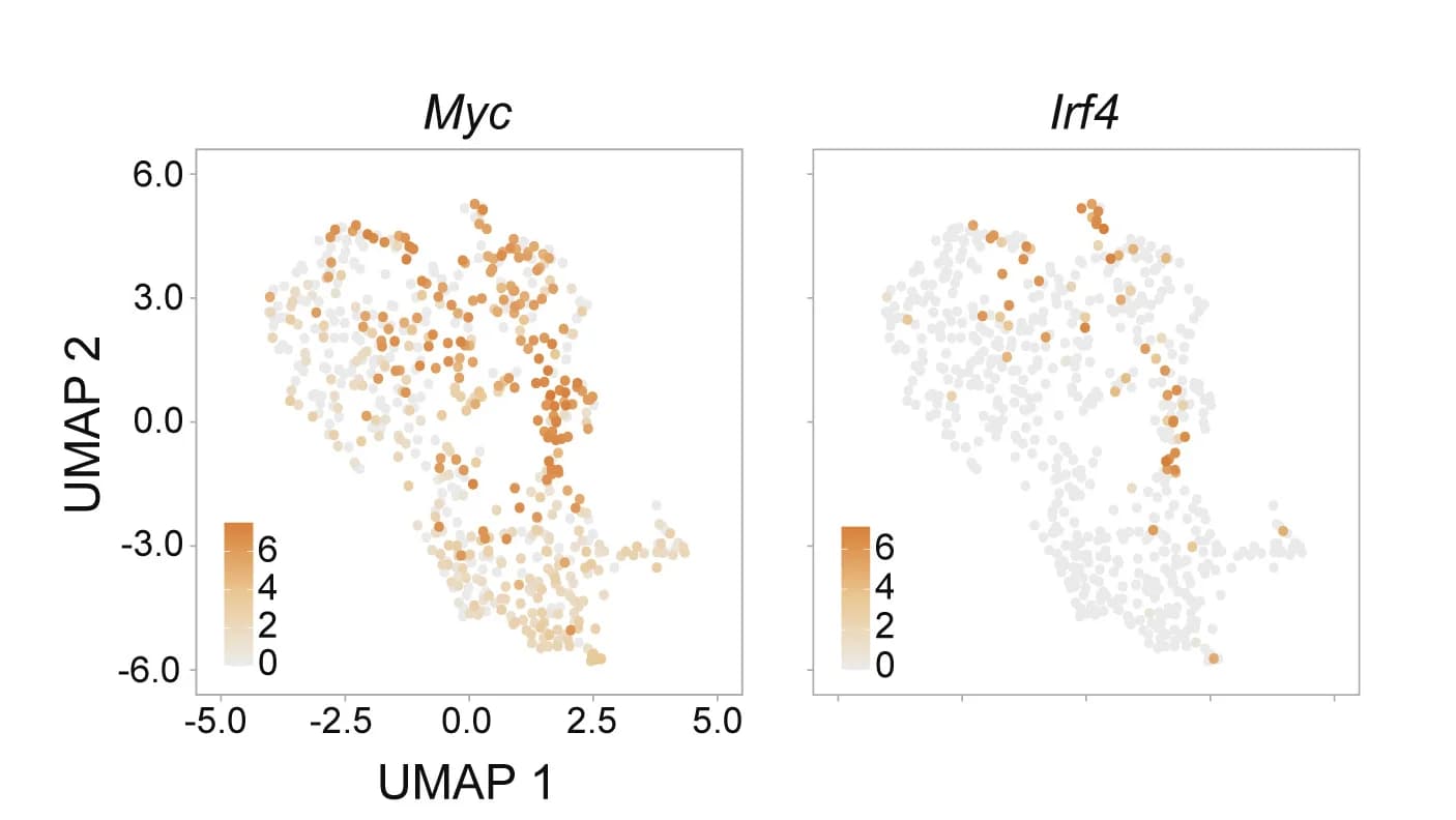 Open access visualization of UMAP, Scatter Plot, Gene Expression, Myc, Irf4