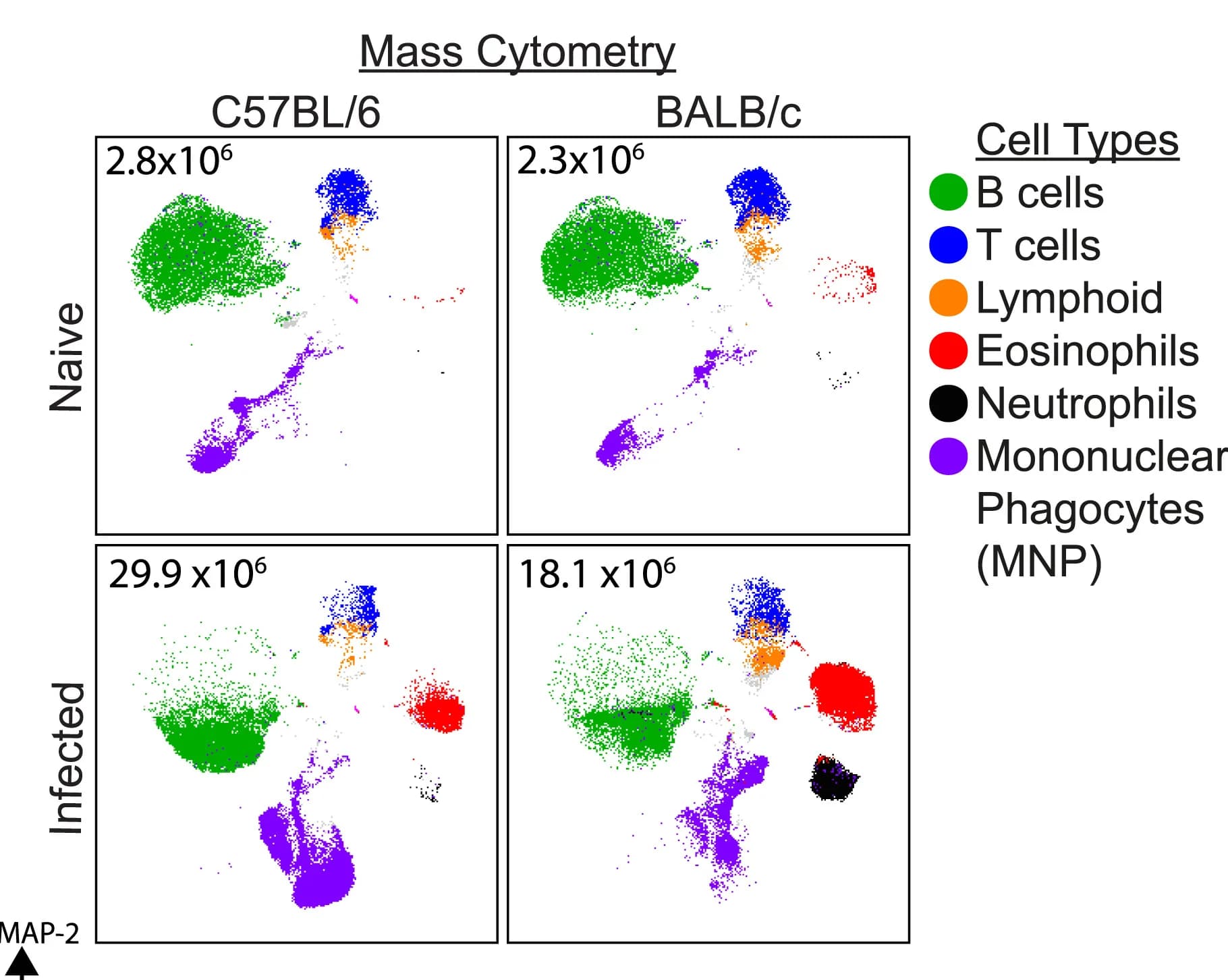 Open access visualization of Scatter Plot, UMAP, Mass Cytometry, CD45+ Pleural Cavity Cells, Cell Type