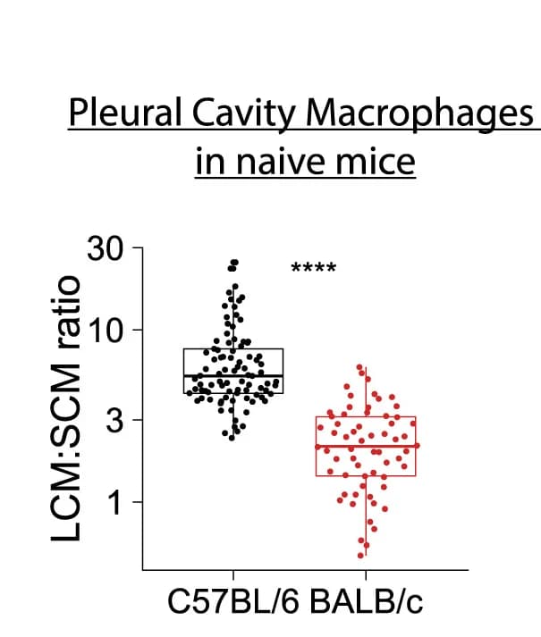 Open access visualization of Box Plot, Scatter Plot, Pleural LCMs, SCMs, Naive Mice