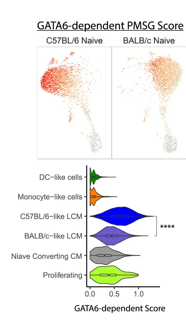 Open access visualization of Scatter Plot, Violin Plot, Box Plot, GATA6-dependent Gene Score, UMAP