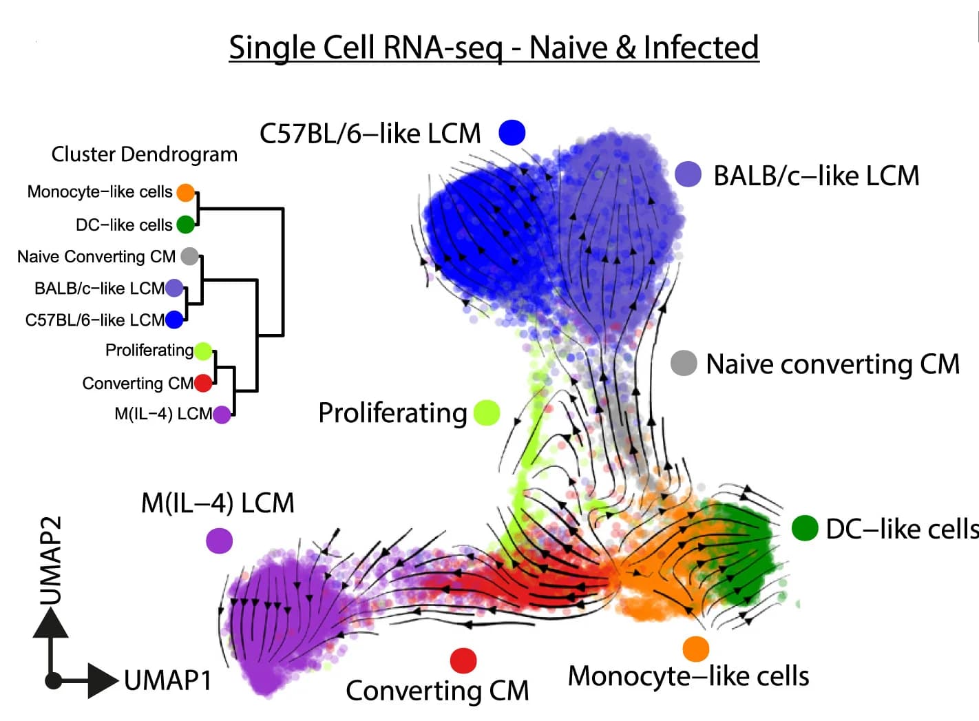 Open access visualization of UMAP, Scatter Plot, Network, scRNA-seq, Lineage-CD11b+MNPs