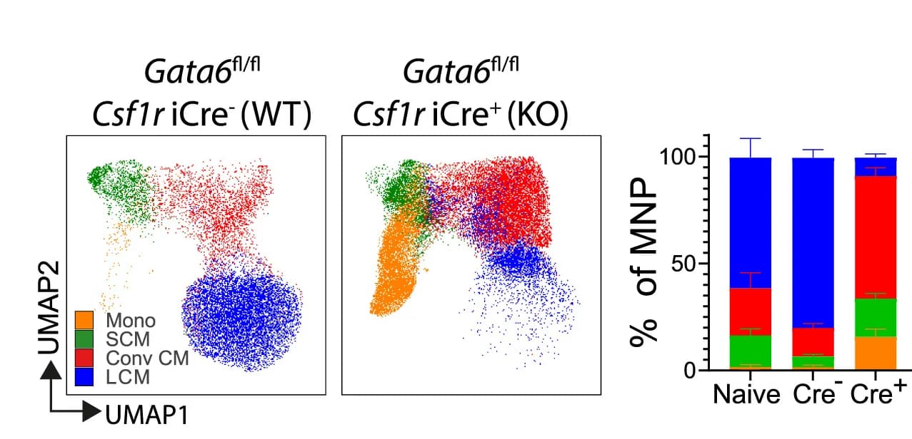 Open access visualization of UMAP, Stacked Bar Plot, Error Bars, MNP, Cell Proportions