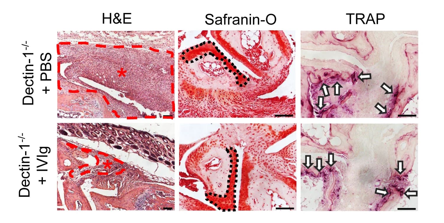 Open access visualization of Microscopy, Histological images, Hematoxylin and Eosin, Safranin-O, TRAP-stained joint sections