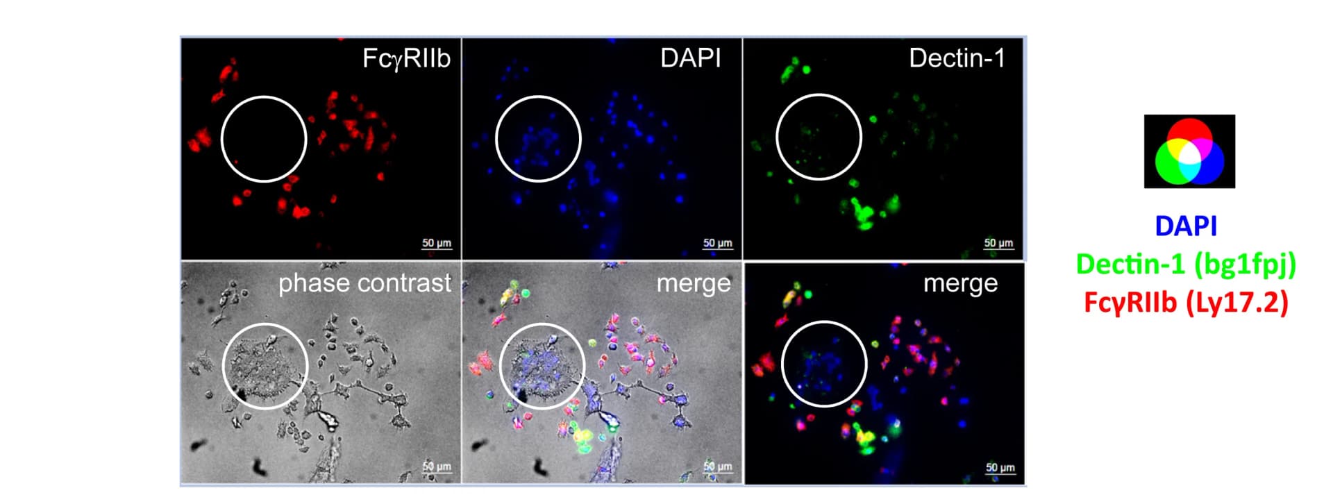 Open access visualization of Microscopy, Immunofluorescence Analysis, FcγRIIb, Cell Nuclei, Dectin-1