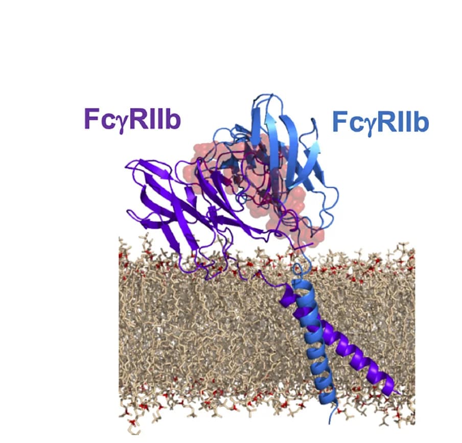 Open access visualization of Protein Structure, FcγRIIb Homodimer, Transmembrane Domain, Ectodomain, Molecular Structure