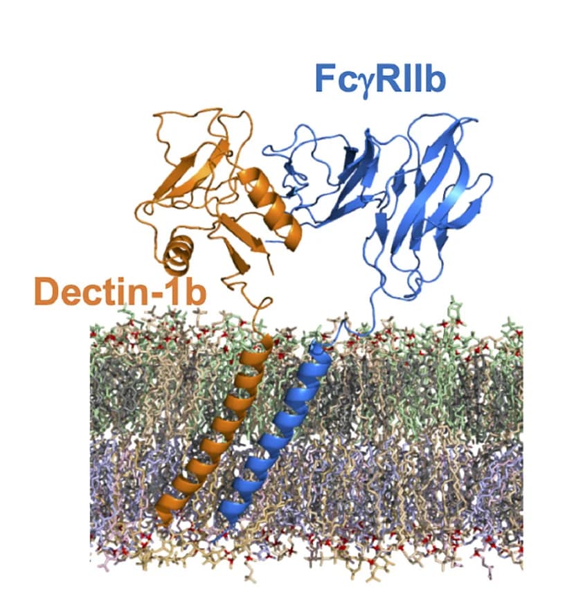 Open access visualization of Protein Structure, Chemical Structure, FcγRIIb, Dectin-1, Heterodimer