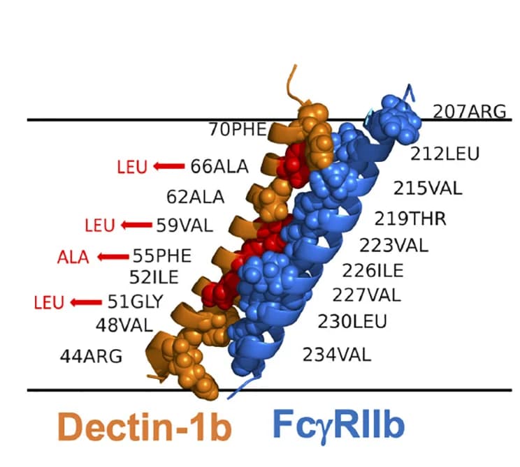 Open access visualization of Protein Structure, FcγRIIb-Dectin-1b Heterodimer, Transmembrane Interface, Amino Acids, Dectin-1b Interface Interruption Variant