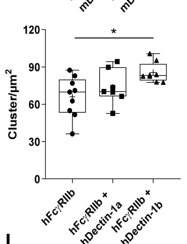 Open access visualization of Box Plot, Scatter Plot, FcγRIIb Clusters, Cell Membrane, CHO Cell Lines