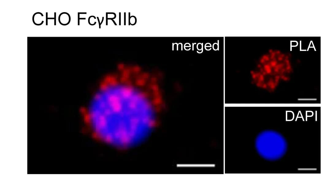 Open access visualization of Microscopy, Immunofluorescence Images, Proximity Ligation Assays, FcγRIIb Antibody, CHO Cells
