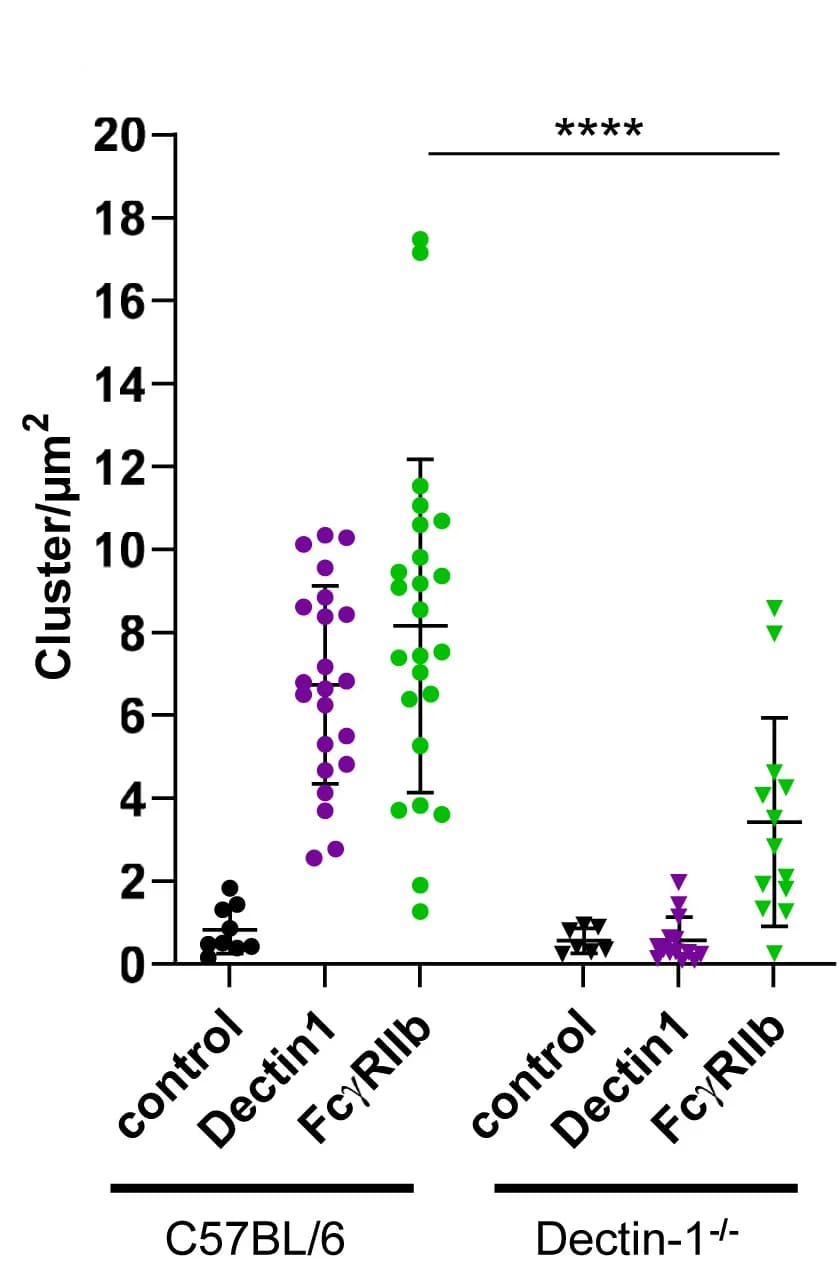 Open access visualization of Scatter Plot, Error Bars, FcγRIIb Clusters, Dectin-1 Clusters, Monocytes