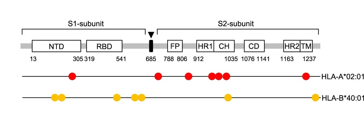 Open access visualization of Illustration, CD8+ T Cell, Epitopes, SARS-CoV-2, Spike Protein