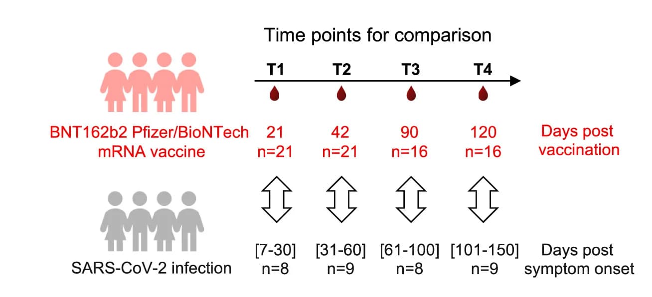 Open access visualization of Workflow, Illustration, Epitope-specific CD8+T Cell, BNT162b2 Vaccine, SARS-CoV-2 Infection