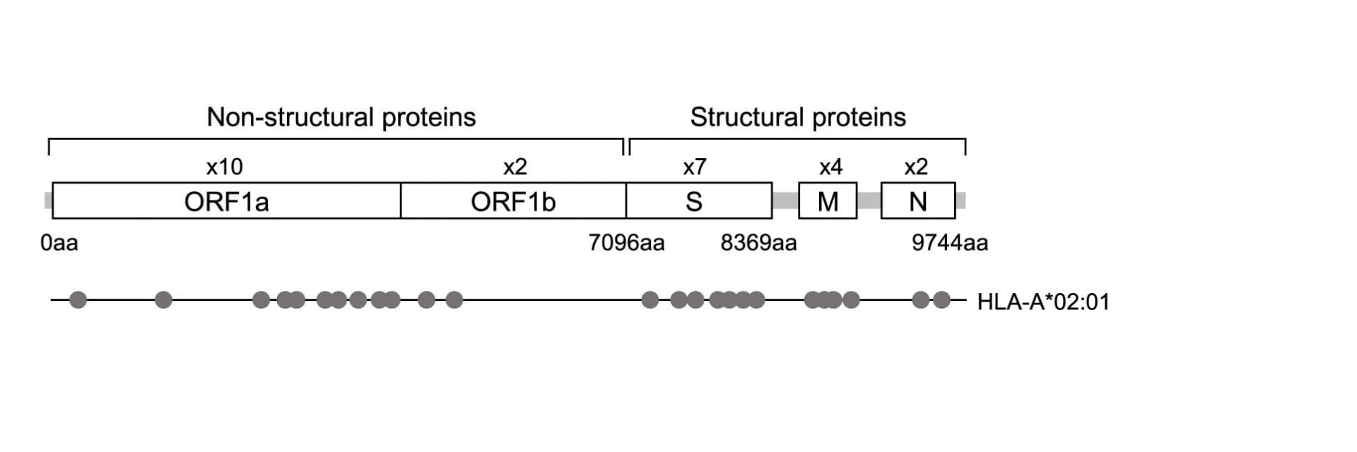 Open access visualization of Scatter Plot, Illustration, CD8+T Cell Epitopes, SARS-CoV-2 Genome
