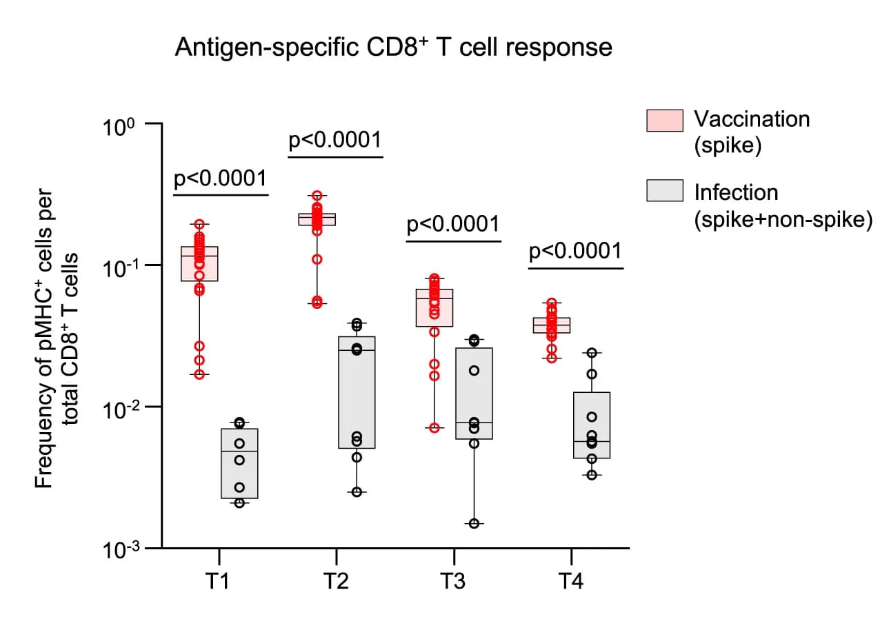 Open access visualization of Box Plot, Scatter Plot, Antigen-specific CD8+T Cell, BNT162b2 Vaccine, SARS-CoV-2 Infection
