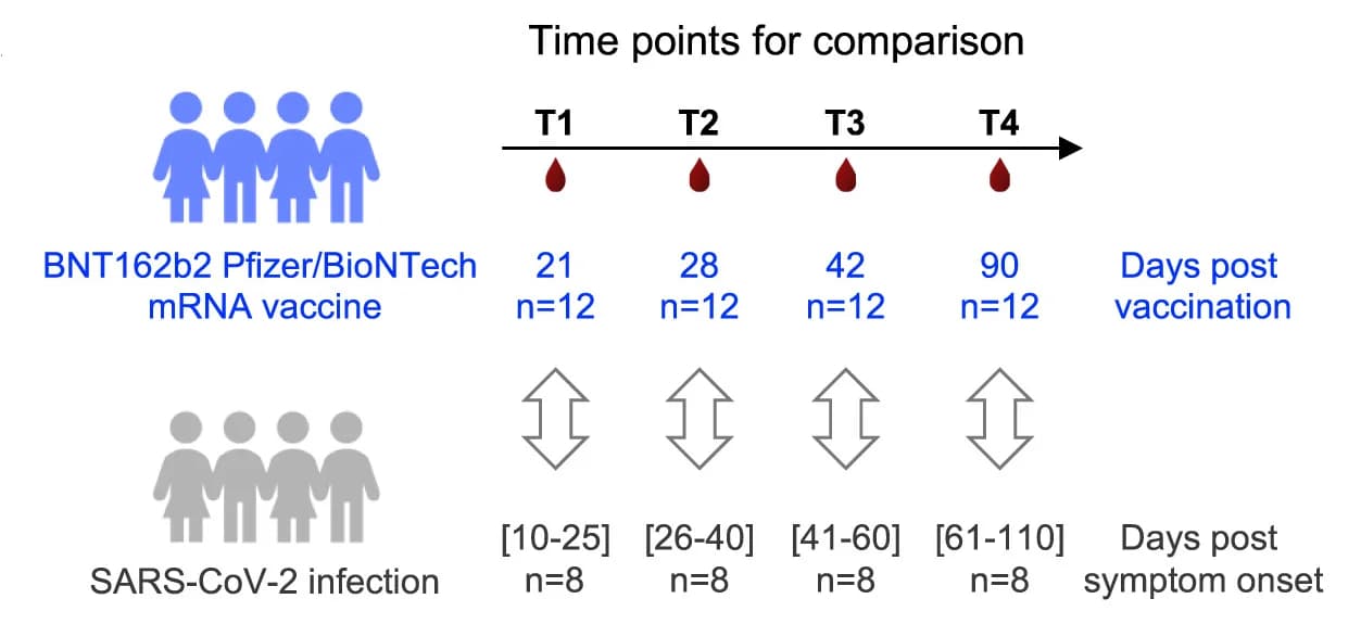 Open access visualization of Workflow, Illustration, Experimental Design, CD4+ T Cell Response, BNT162b2 Vaccine