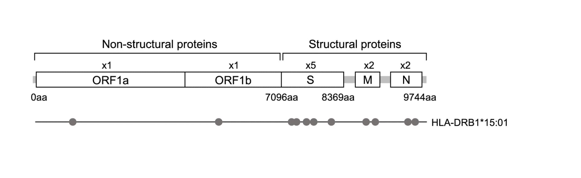 Open access visualization of Workflow, Illustration, CD4+ T Cell Epitopes, SARS-CoV-2 Genome