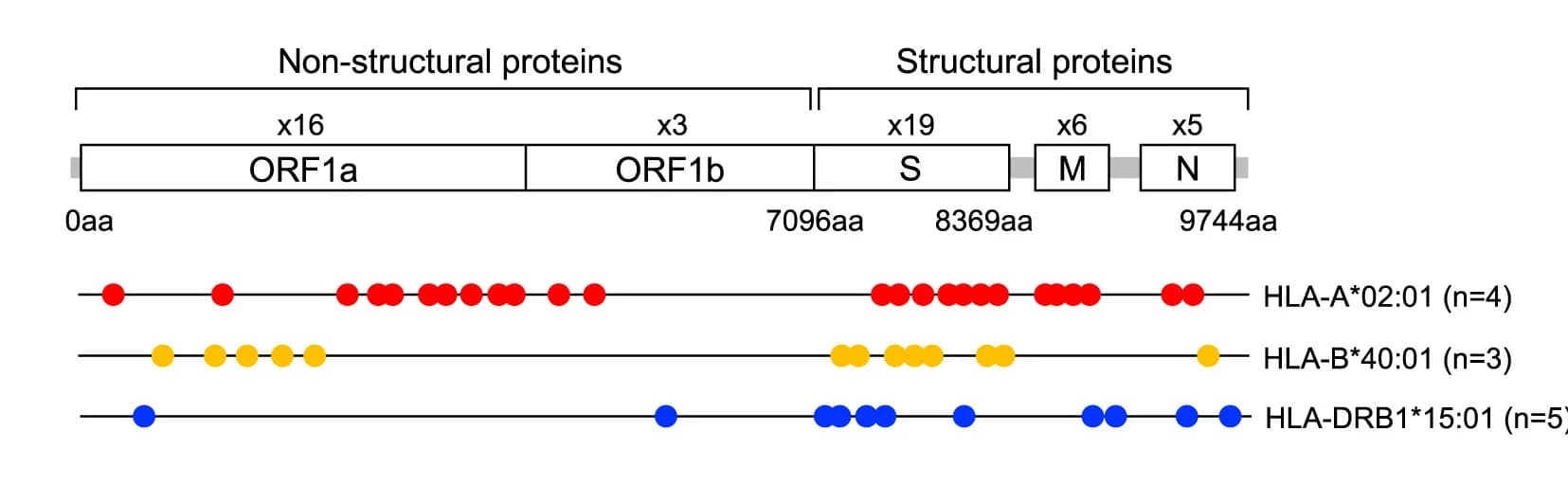 Open access visualization of Scatter Plot, CD8+ T Cell Epitopes, CD4+ T Cell Epitopes, SARS-CoV-2 Genome, Donors