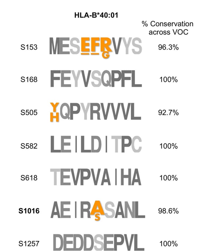 Open access visualization of Illustration, Logograms, Spike-derived T Cell Epitopes, HLA-B*40:01, Mutated Residues