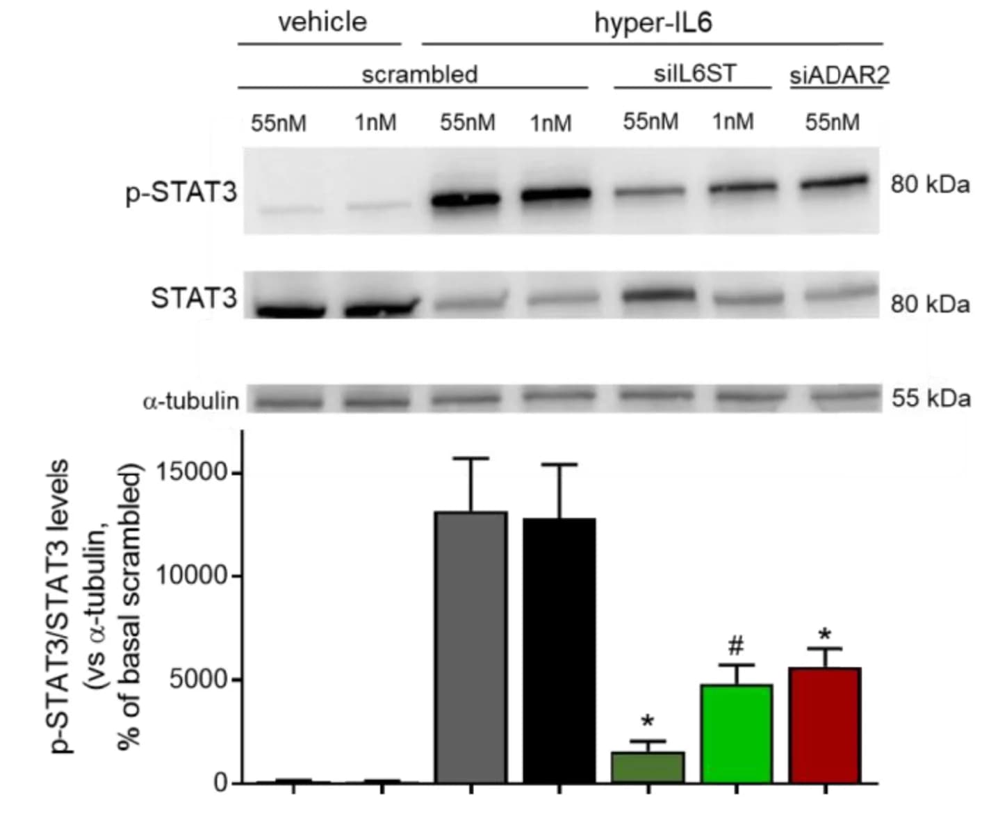 Open access visualization of Bar Plot, Error Bars, Gel, Western Blot, Phosphorylated STAT3
