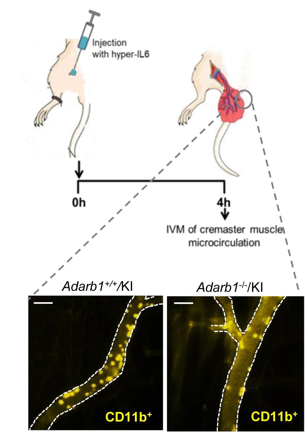Open access visualization of Workflow, Microscopy, Intravital Microscopy, CD11b+ Cells, Myeloid Marker