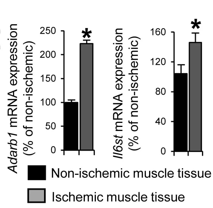 Open access visualization of Clustered, Error Bars, Adarb1, Il6st, mRNA Expression