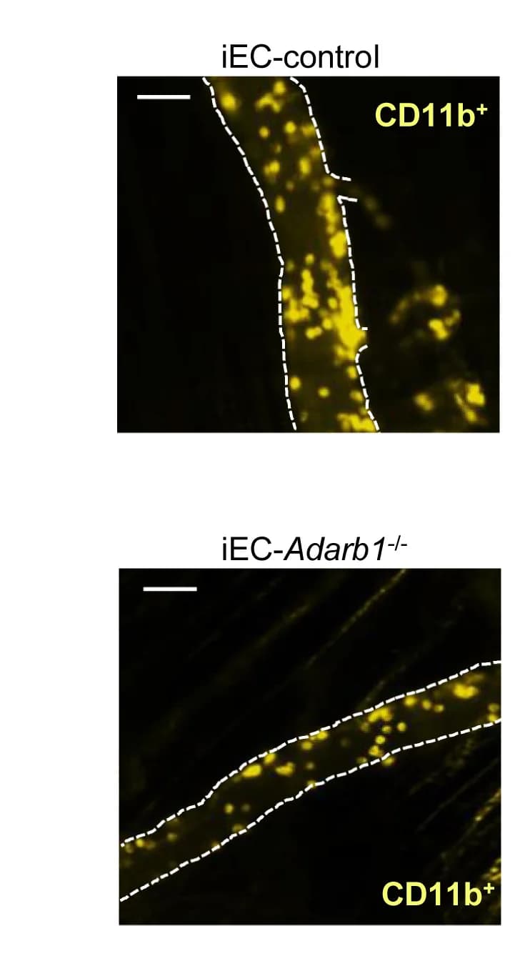 Open access visualization of Microscopy, CD11b+ Cells, Myeloid Marker, Cremaster Muscle, iEC-Control