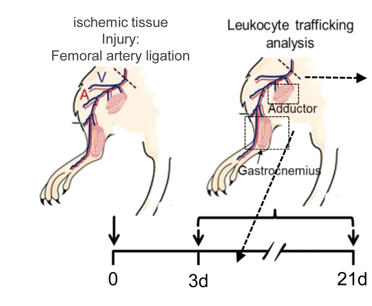 Open access visualization of Illustration, Workflow, Femoral Artery, Endothelial Cell, iEC-Adarb1-/-