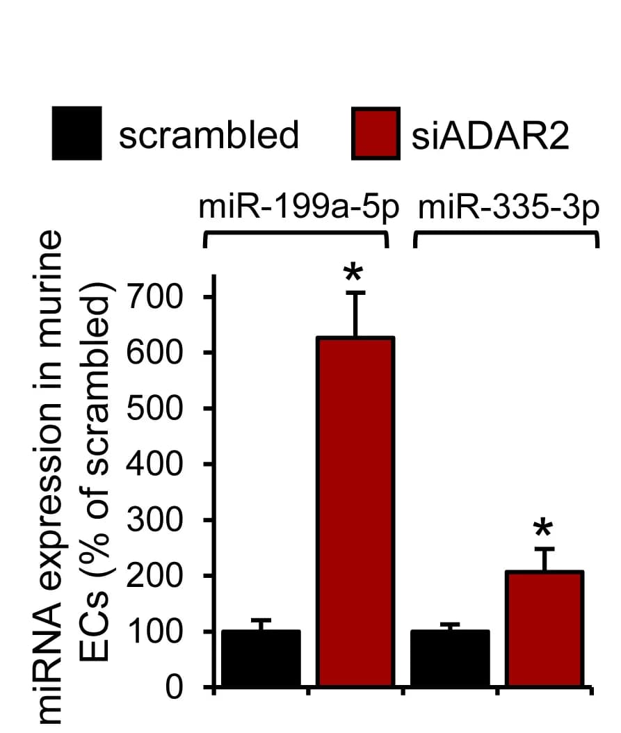 Open access visualization of Bar Plot, Error Bars, Clustered, miR-199a-5p, miR-335-3p