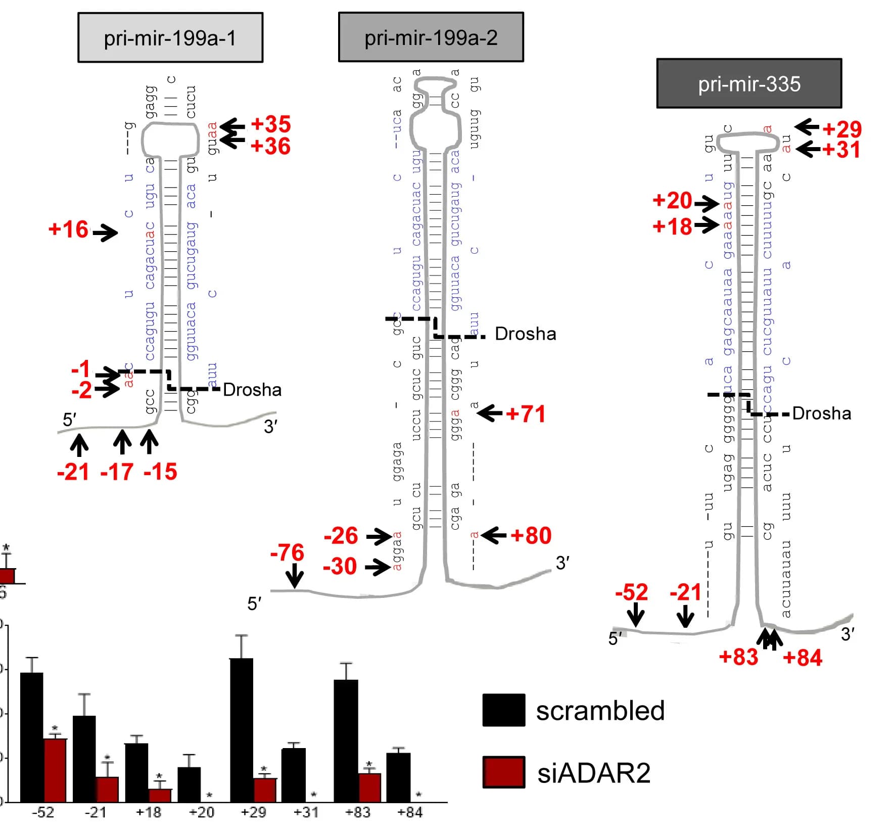 Open access visualization of Bar Plot, Error Bars, Illustration, Edited Sites, Drosha