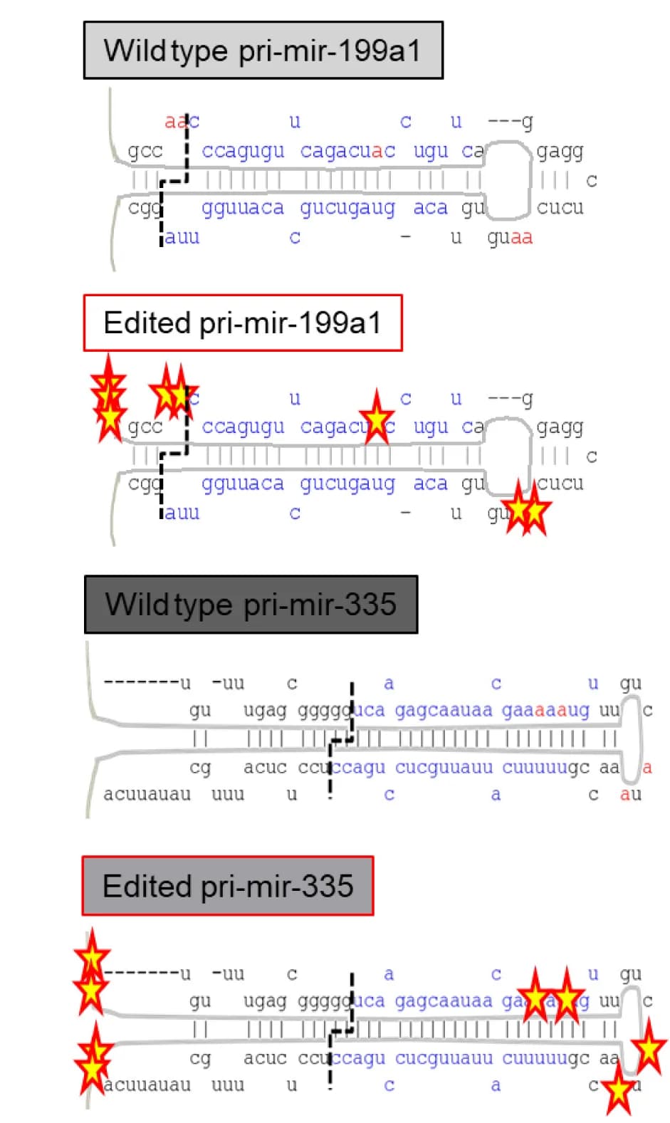 Open access visualization of Illustration, Wild-type, Edited, pri-mir-199a1, pri-mir-335
