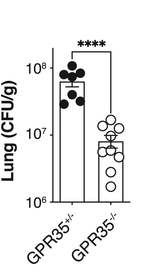 Open access visualization of Bar Plot, Error Bars, C. neoformans, CFUs, Lung