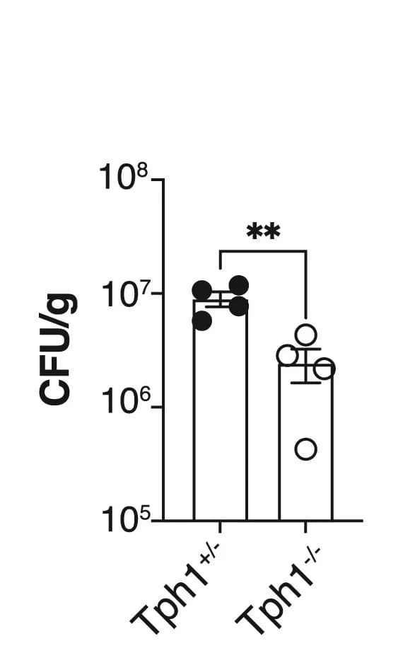 Open access visualization of Bar Plot, Error Bars, C. neoformans CFUs, Lung, Tph1+/- BM Chimeras