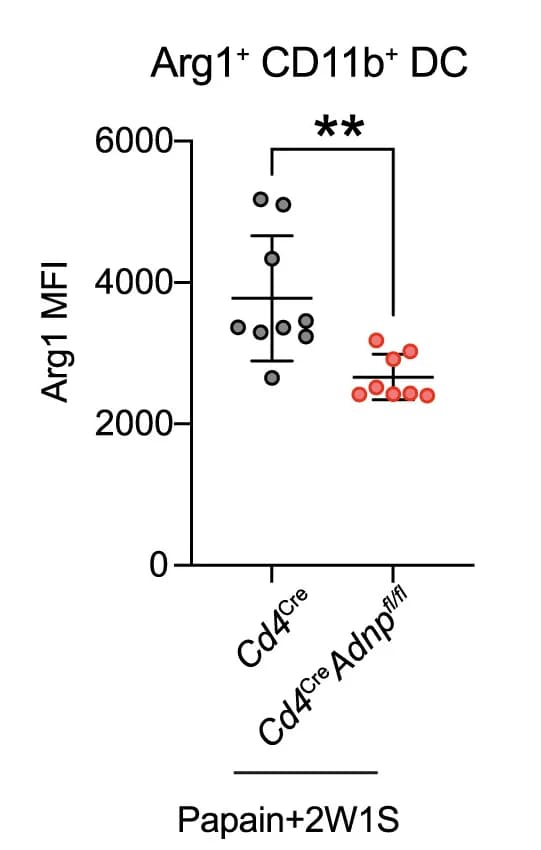 Open access visualization of Scatter Plot, Error Bars, Arg1, CD11b+ Dendritic Cells, DCs