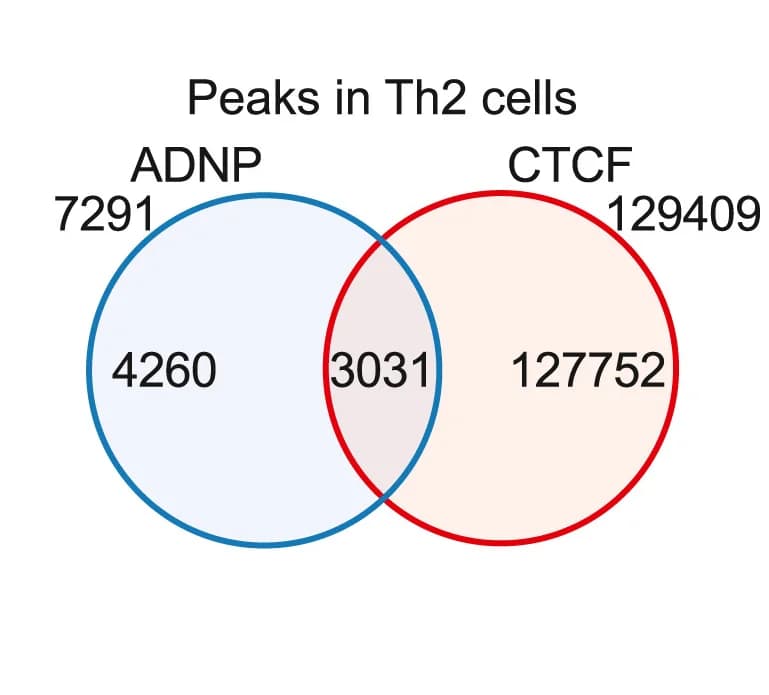 Open access visualization of Venn Diagram, ADNP ChIP-seq peaks, CTCF ChIP-seq peaks, Th2 Cells