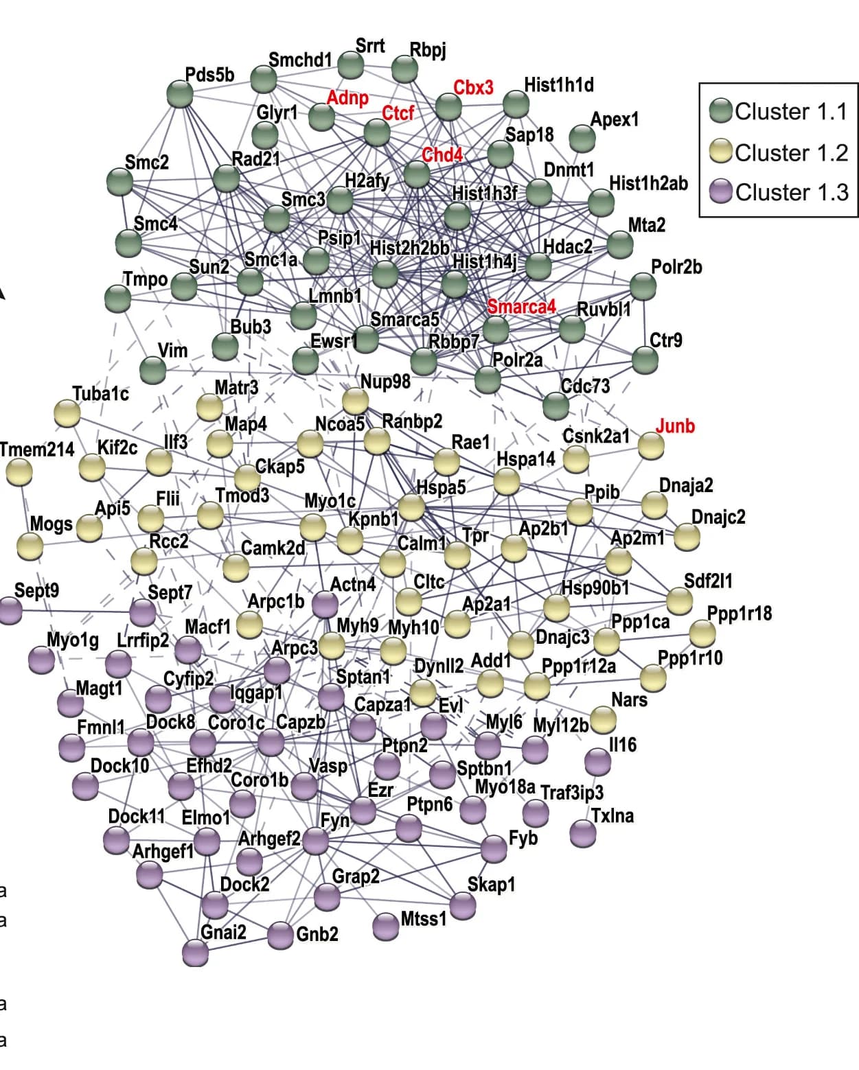 Open access visualization of Network, Pathway, String Analysis, Cluster 1, Protein Interactions