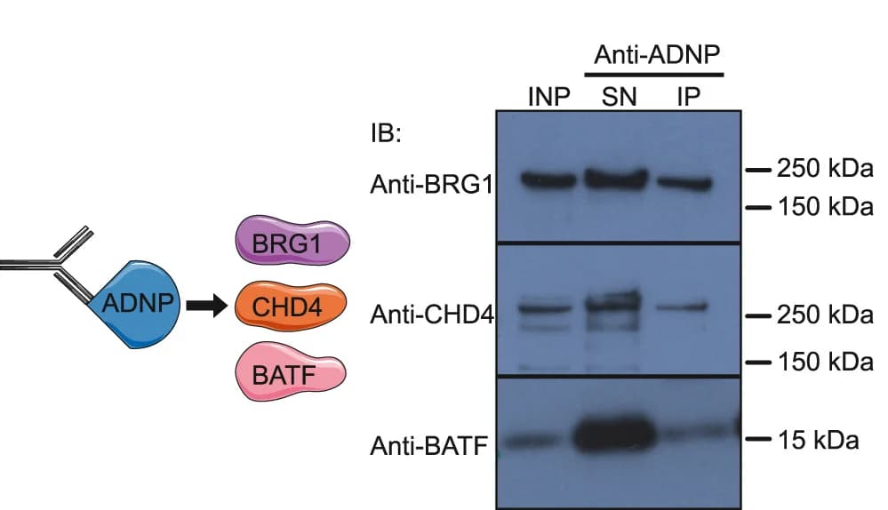 Open access visualization of Gel, Workflow, Protein Associations, Co-immunoprecipitation, BRG1