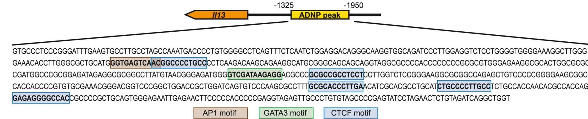 Open access visualization of Illustration, AP-1 motifs, GATA3 motifs, CTCF motifs, ADNP ChIP-seq peak