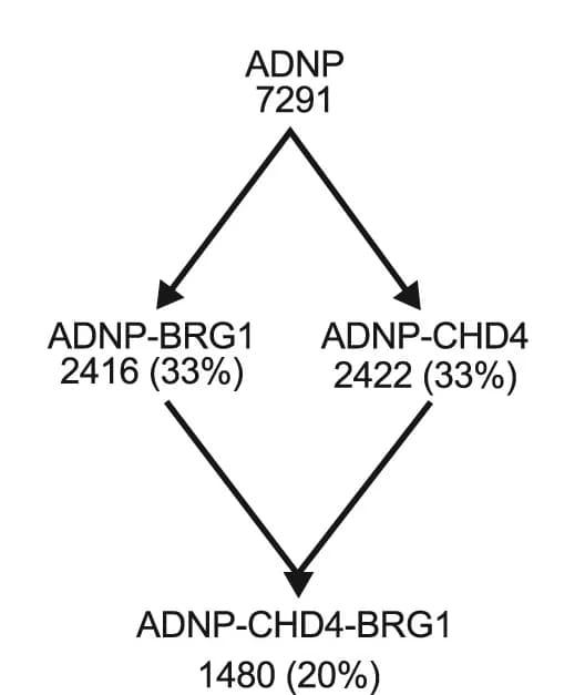 Open access visualization of Flowchart, ADNP, ADNP-BRG1, ADNP-CHD4, ADNP-CHD4-BRG1